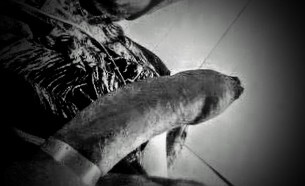 Siguiente imagen >>